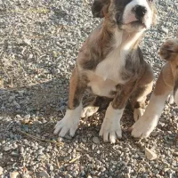 توله خراسانی افغان|سگ|مشهد, جاهد شهر|دیوار