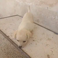 واگذاری توله شیواوا پامر غذا خور