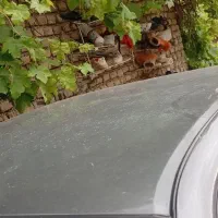 پژو پارس مدل92
