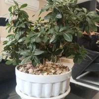 مغازه۱۰۰ متری فلت گلسار میرابوالقاسمی