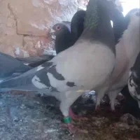 کبوتر پلاکی مسافتی|پرنده|مسجد سلیمان, |دیوار