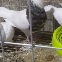 جفت طوقی هفت‌رنگ بی نظیر