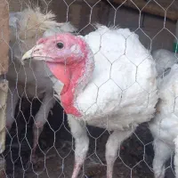 بوقلمون گوشتی
