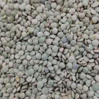 عدس تازه درجه یک