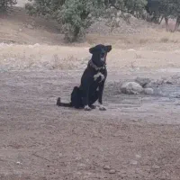 سگ گله