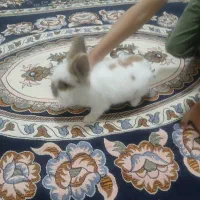 خرگوش|موش و خرگوش|بیجار, |دیوار