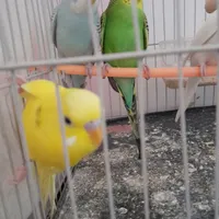 مرغ عشق جوانه|پرنده|تربت جام, معدآباد|دیوار
