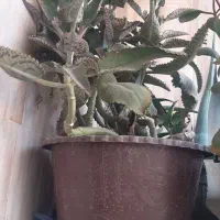 گل اشک|گل و گیاه طبیعی|محمدیه-قزوین, |دیوار