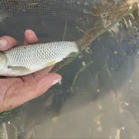 بچه ماهی آمور و کپور آزاد بیکهد|ماهی|سرخرود, |دیوار