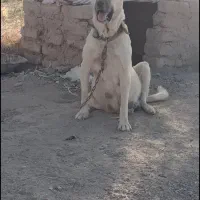 واگذاری ماده سرابی نگهبان|سگ|کرمانشاه, |دیوار