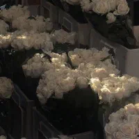 یک  باریستا خانم در کافه نیازمندم