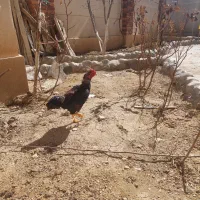 خروس لاری مینیاتوری