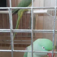 جفت مولد شاه طوطی رام ودستی|پرنده|قرچک, امین آباد|دیوار