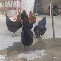 خروس مرغ