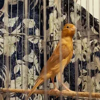 ۲قناری نر دارچین سرخ|پرنده|کرمان, |دیوار