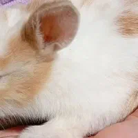 خرگوش