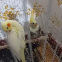 عروس هلندی سیامون