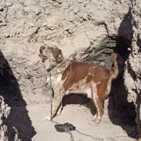سگ نگهبان وگله