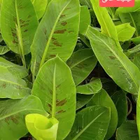 گل لوکس کادویی کد ۳۰۰۱|گل و گیاه طبیعی|تبریز, |دیوار