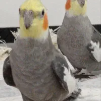 فروش عروس هلندی سخنگو