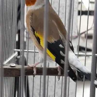 سره دست باز دهندار بدون خطا