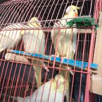 چهار عدد جوجه عروس هلندی تاز دونه خور شدن