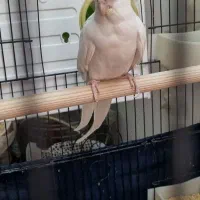 جفت عروس هلندی مولد|پرنده|پاکدشت, پاکدشت (مامازند)|دیوار