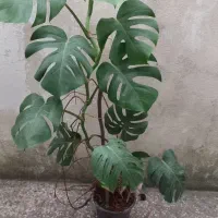 برگ انجیری مانسترا قد حدود ۱۵۰ سانتی