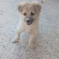 سگ پاکوتاه
