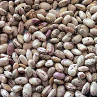 لوبیا چیتی|خوردنی و آشامیدنی|بیرانوند, |دیوار