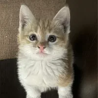 واگذاری  رایگان بچه گربه واکسینه شده