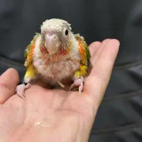 جوجه گرینچیک سرلاکی