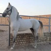 کامران ،کاوه، کارن