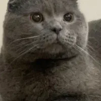 گربه|گربه|اندیشه, اندیشه فاز ۴|دیوار