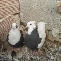 یک چخ کبوتر رنگه