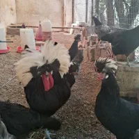 تخم مرغ لهستانی وارداتی اصل با ضمانت|حیوانات مزرعه|کرمان, |دیوار