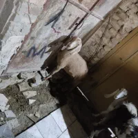 گوسفند|حیوانات مزرعه|سراوان, |دیوار