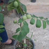 پیش فروش نهال های پاکوتاه ریشه لخت خوشه ای