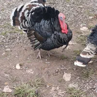 بوقلمون نر برنز