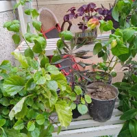 ۱۰ گلدان گل آپارتمانی رنگارنگ|گل و گیاه طبیعی|مراغه, |دیوار