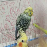 مرغ عشق ماده بالغ سرحال