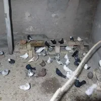 فروش کبوتر|پرنده|بوئین زهرا, |دیوار