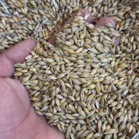 فروش عمده جو