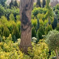 خدمات باغبانی باغچه هرس سراسر تهران باغبانی حرفه ا|خدمات باغبانی و درختکاری|تهران, جردن|دیوار