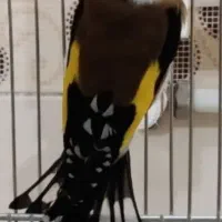 سهره نر|پرنده|اردبیل, |دیوار