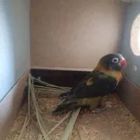 کوتوله ماده بالغ(طوطی برزیلی)|پرنده|اردکان, |دیوار