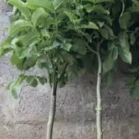 نهال گردوی چندلر آمریکایی