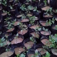 نهال پسته