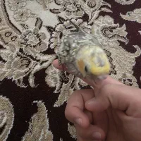 جوجه عروس هلندی گل باقالی ۴۰ روزه