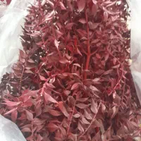 برگهای جز یلدایی